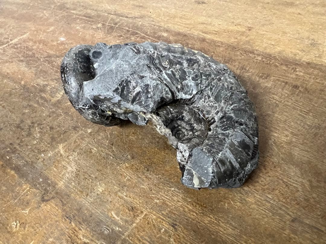 アンモナイト化石 まとめ売り 5点セット 原石 化石標本 アンティーク オブジェ