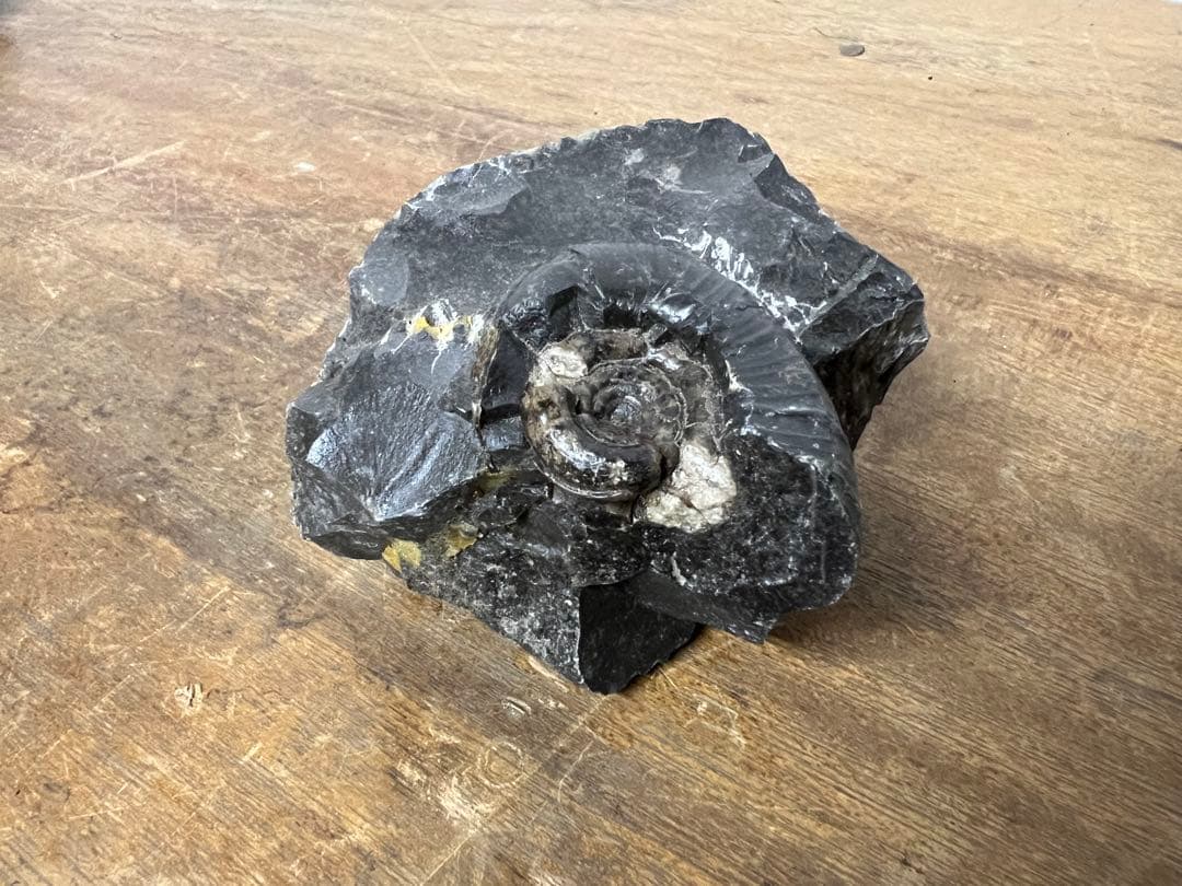 アンモナイト化石 まとめ売り 5点セット 原石 化石標本 アンティーク オブジェ