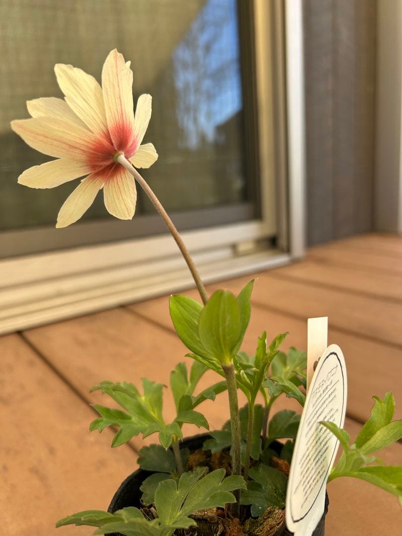 アネモネ　パブニナ　 【横山園芸】 　《2ポット》　ラベル付き