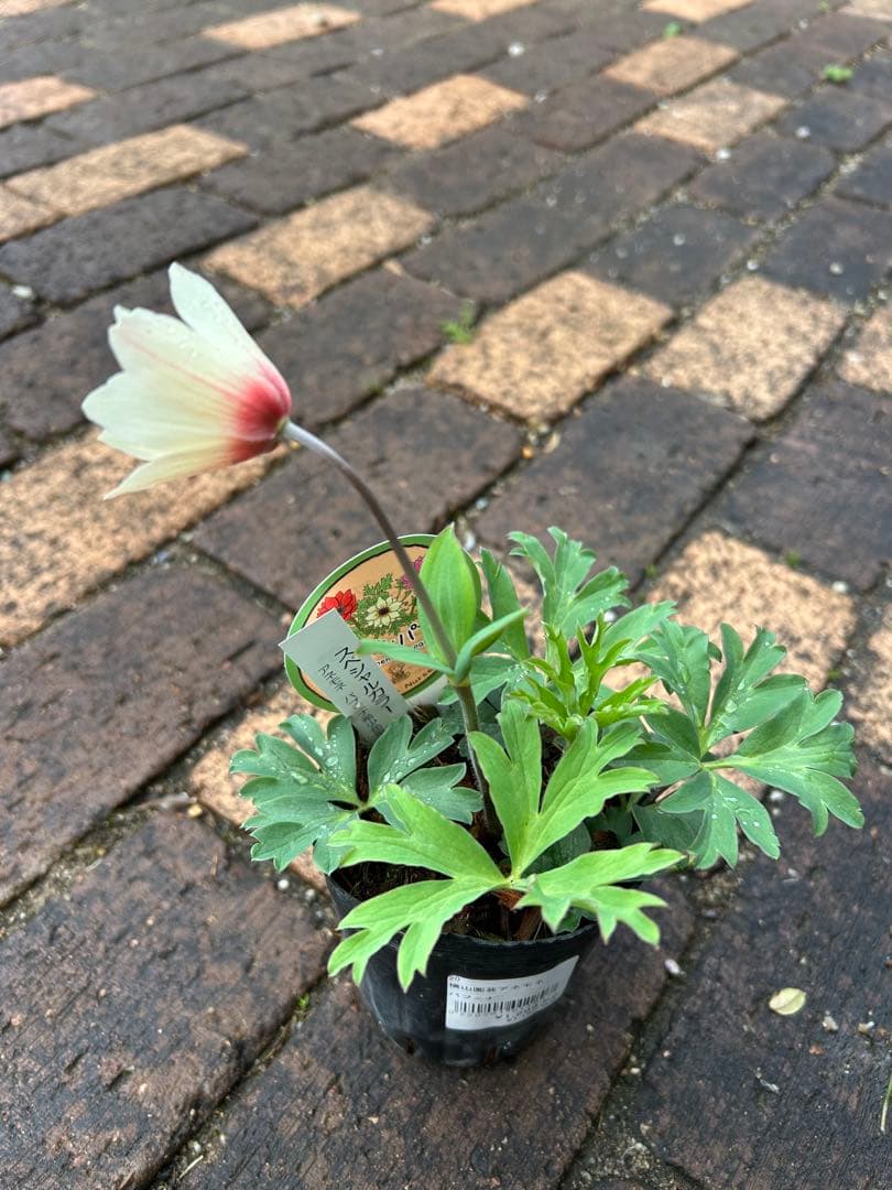 アネモネ　パブニナ　 【横山園芸】 　《2ポット》　ラベル付き