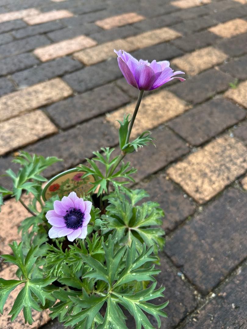 アネモネ　パブニナ　 【横山園芸】 　《2ポット》　ラベル付き