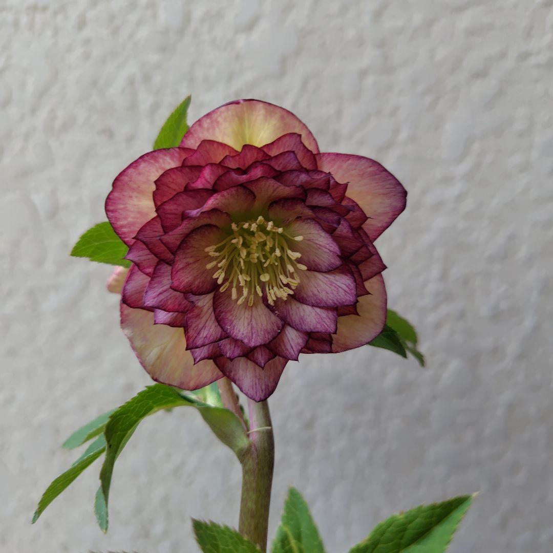 ３セット　クリスマスローズ開花