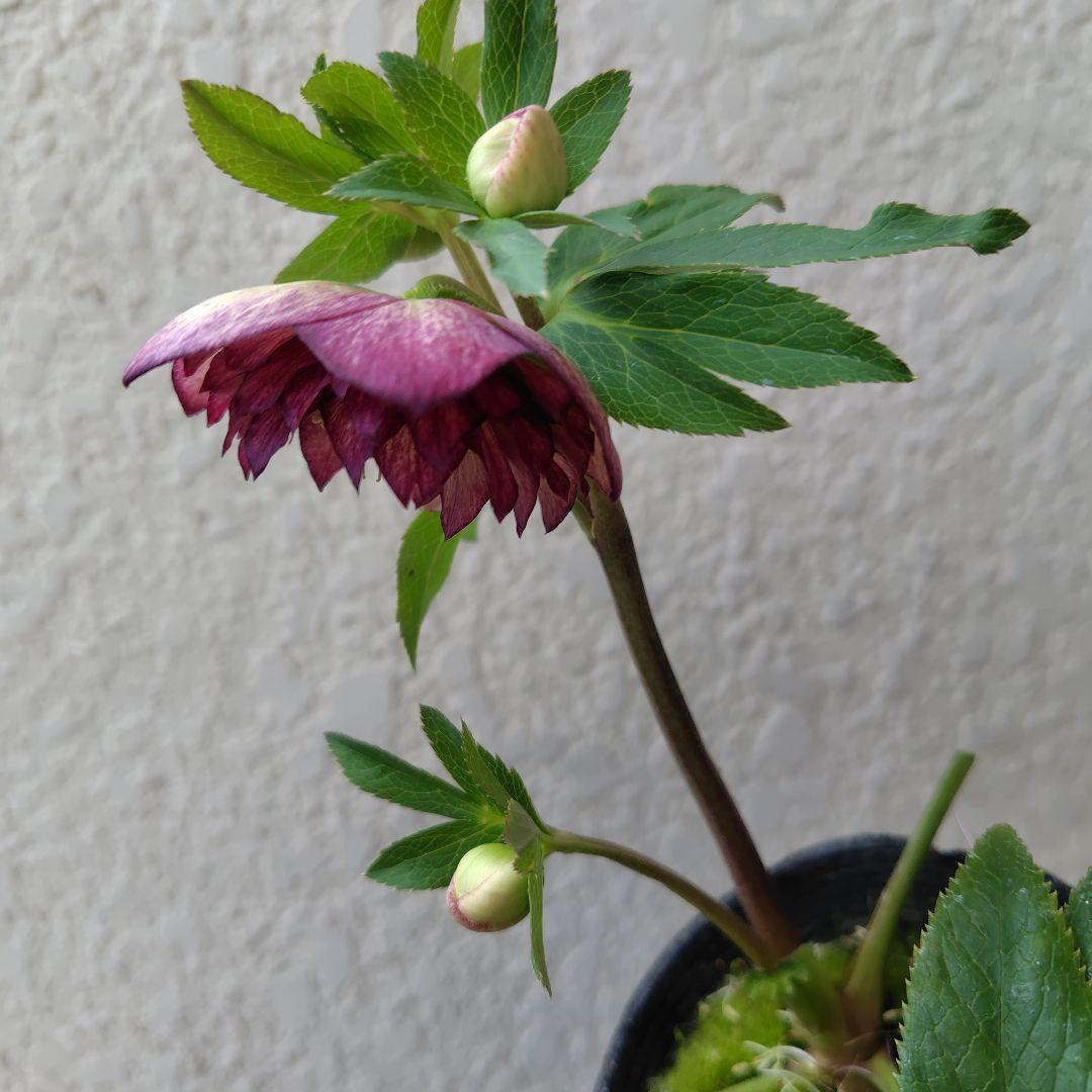 ３セット　クリスマスローズ開花