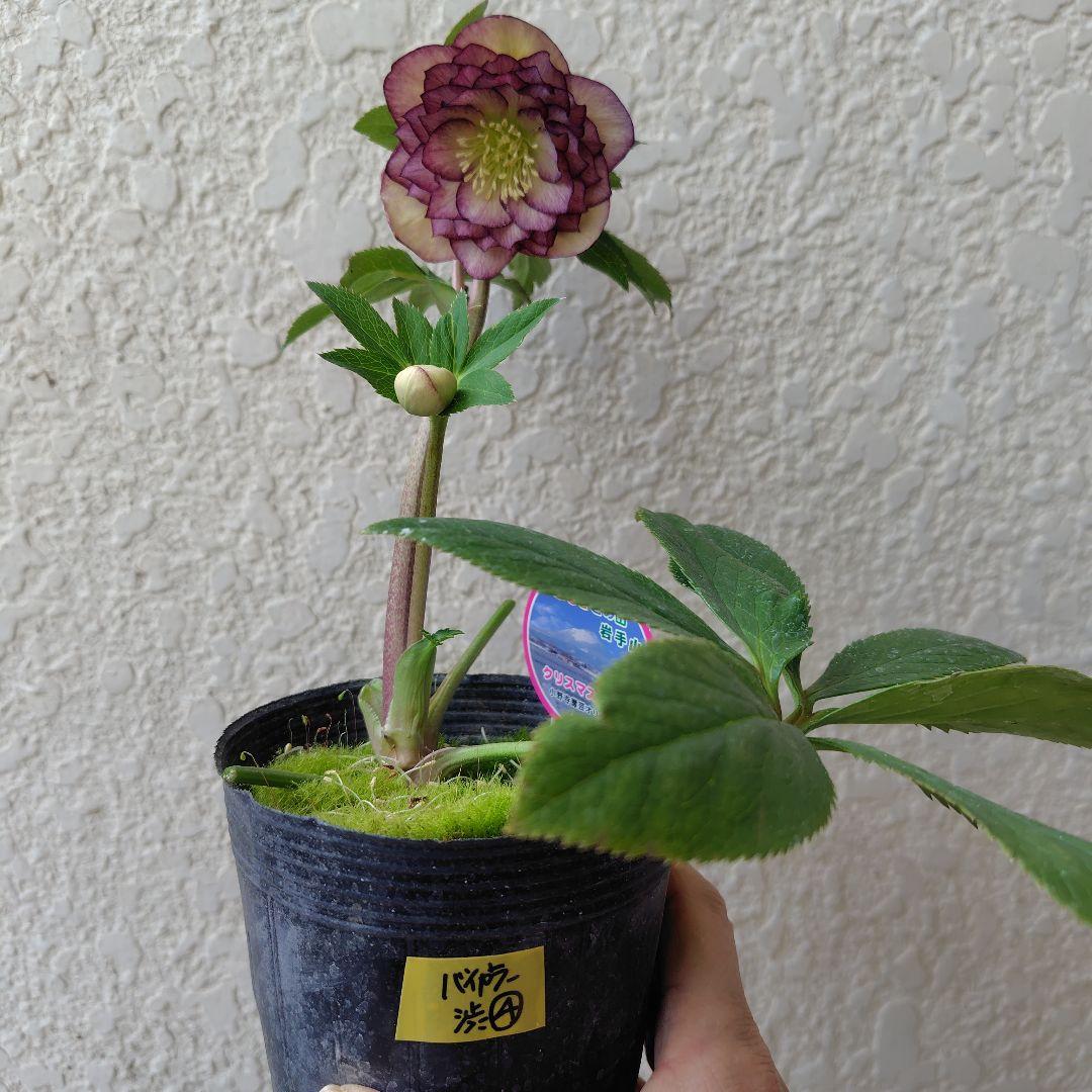 ３セット　クリスマスローズ開花