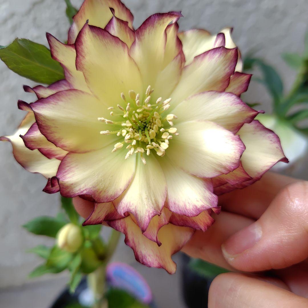 ３セット　クリスマスローズ開花