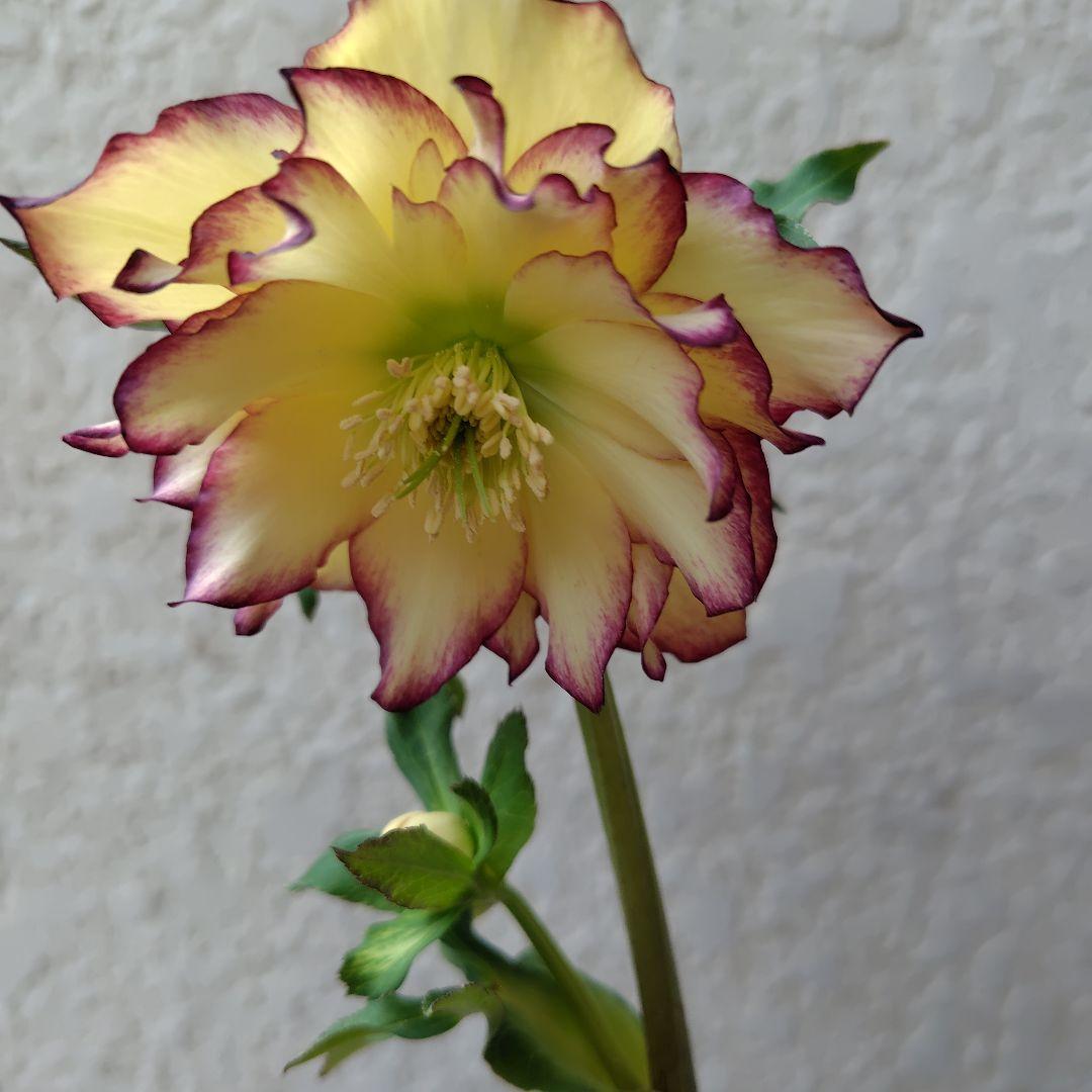 ３セット　クリスマスローズ開花