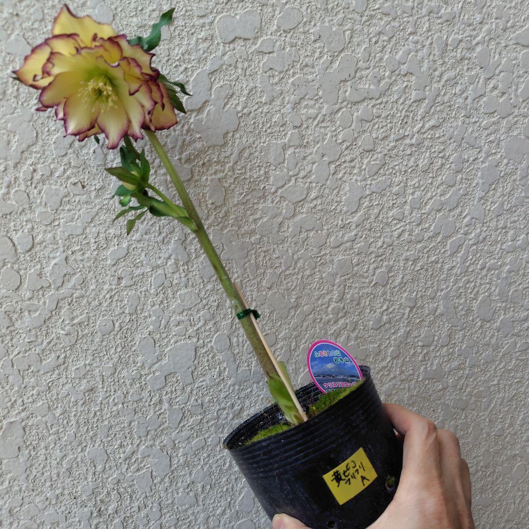 ３セット　クリスマスローズ開花