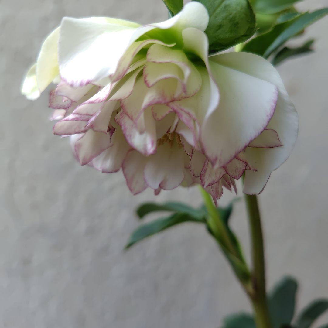 ３セット　クリスマスローズ開花