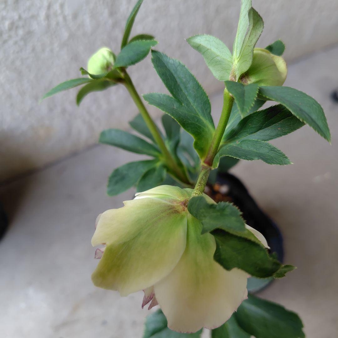 ３セット　クリスマスローズ開花