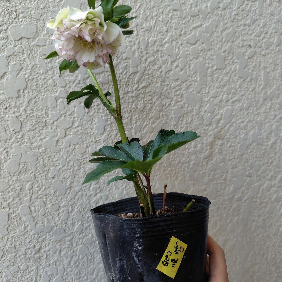 ３セット　クリスマスローズ開花