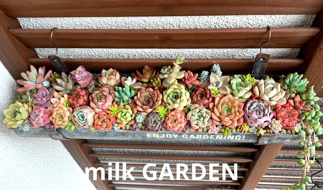 豪華❣️そのまま飾れる寄せ植え❣️オーダー品＊