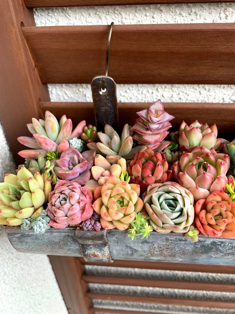 豪華❣️そのまま飾れる寄せ植え❣️オーダー品＊