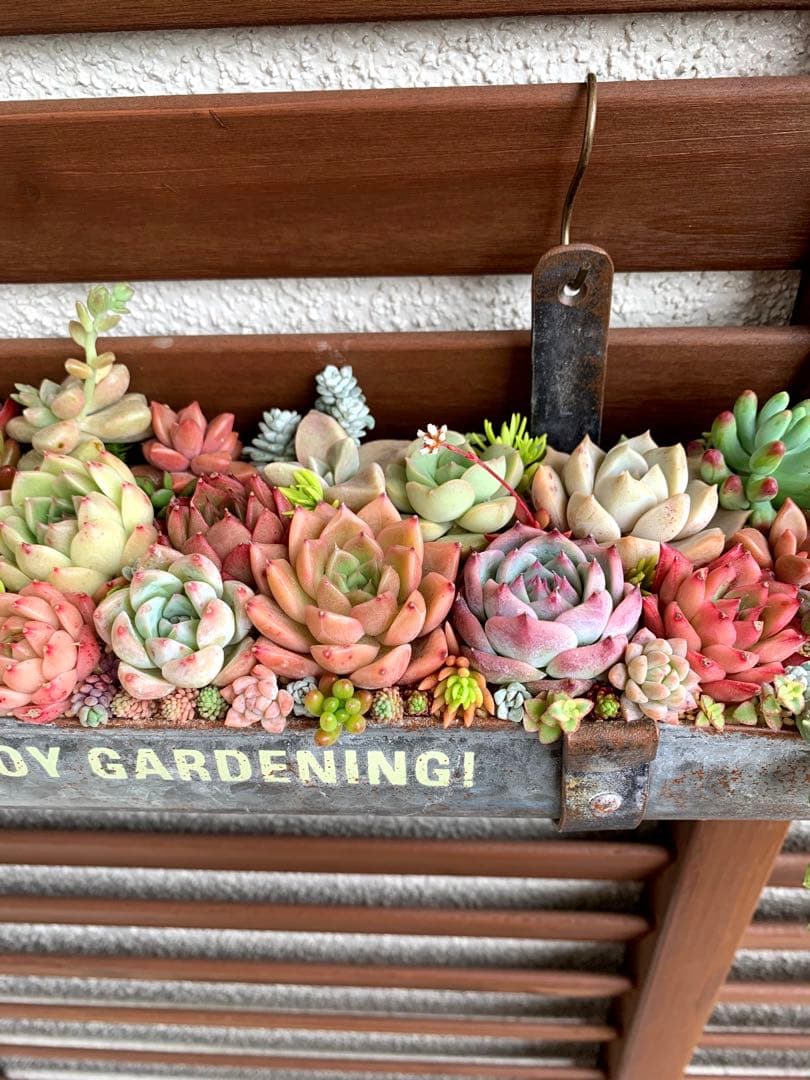 豪華❣️そのまま飾れる寄せ植え❣️オーダー品＊