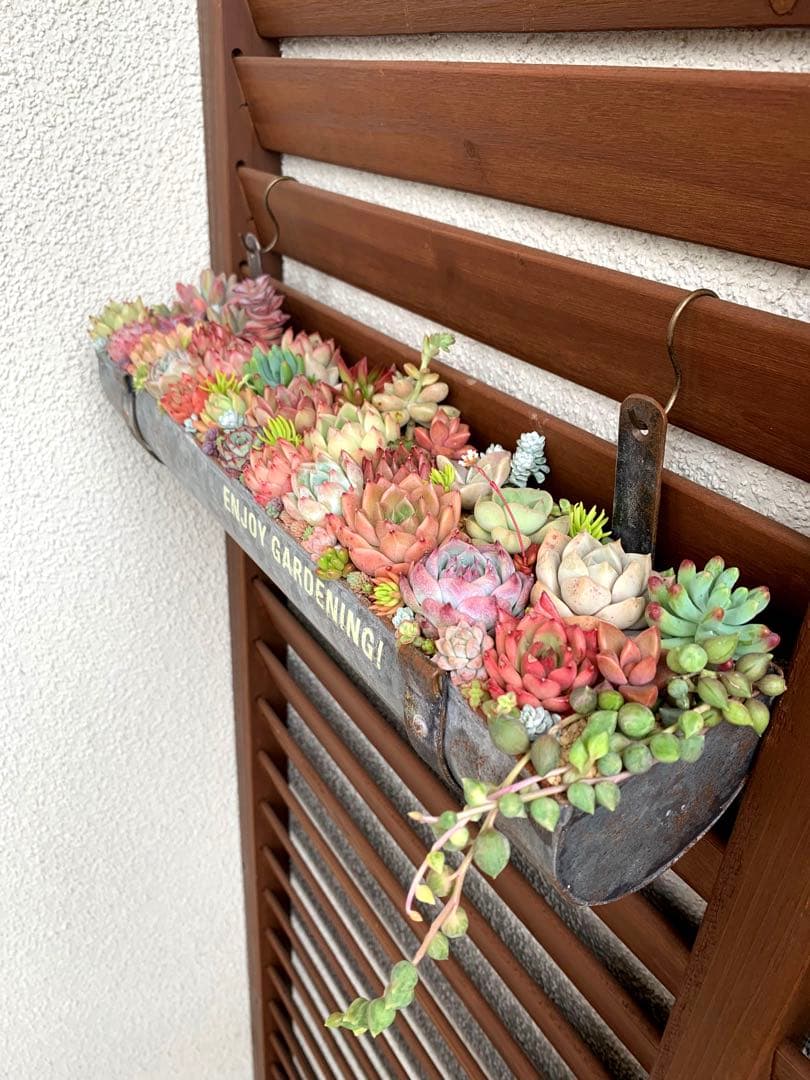 豪華❣️そのまま飾れる寄せ植え❣️オーダー品＊