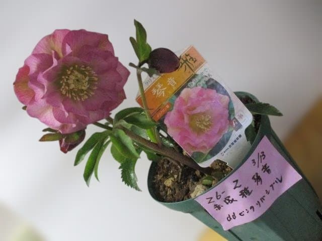 26ー2クリスマスローズ 開花株　 ★みやび琴音 ★　赤塚　正規品ラベル付き