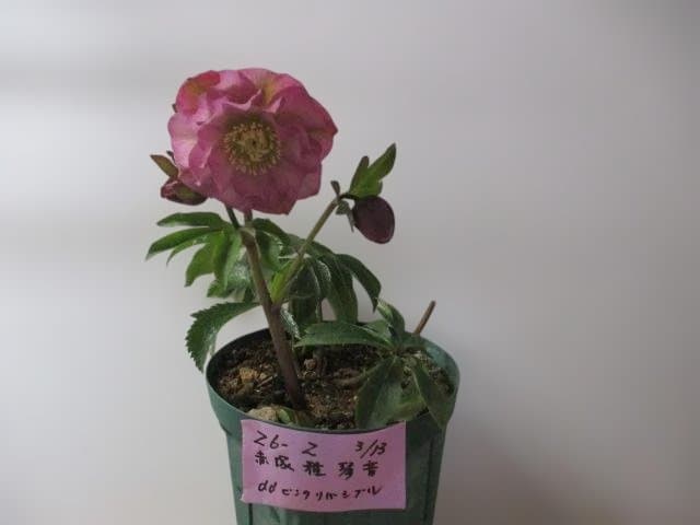 26ー2クリスマスローズ 開花株　 ★みやび琴音 ★　赤塚　正規品ラベル付き