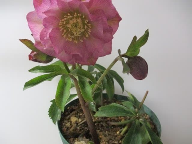26ー2クリスマスローズ 開花株　 ★みやび琴音 ★　赤塚　正規品ラベル付き