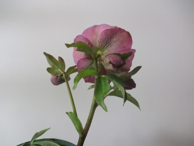 26ー2クリスマスローズ 開花株　 ★みやび琴音 ★　赤塚　正規品ラベル付き