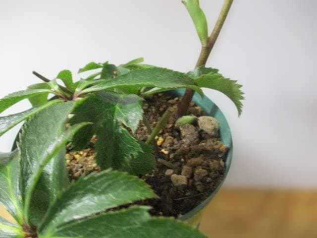 26ー2クリスマスローズ 開花株　 ★みやび琴音 ★　赤塚　正規品ラベル付き