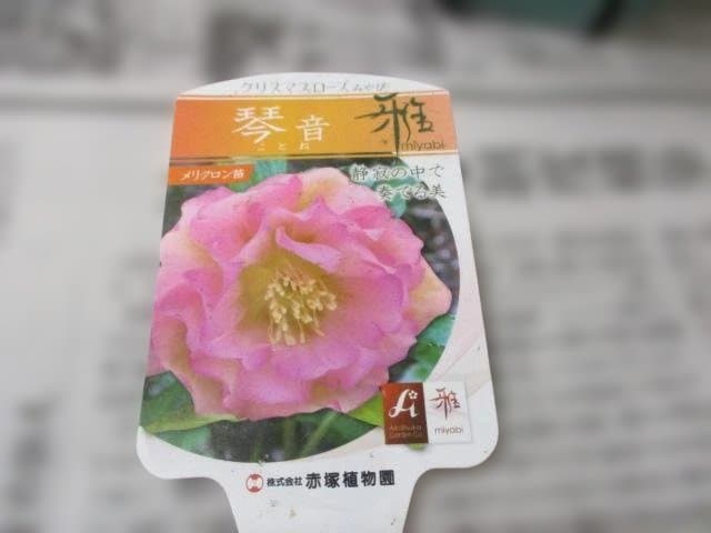 26ー2クリスマスローズ 開花株　 ★みやび琴音 ★　赤塚　正規品ラベル付き