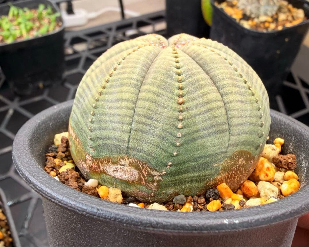 良型 ユーフォルビア オベサ 7稜オベサ 抜き苗