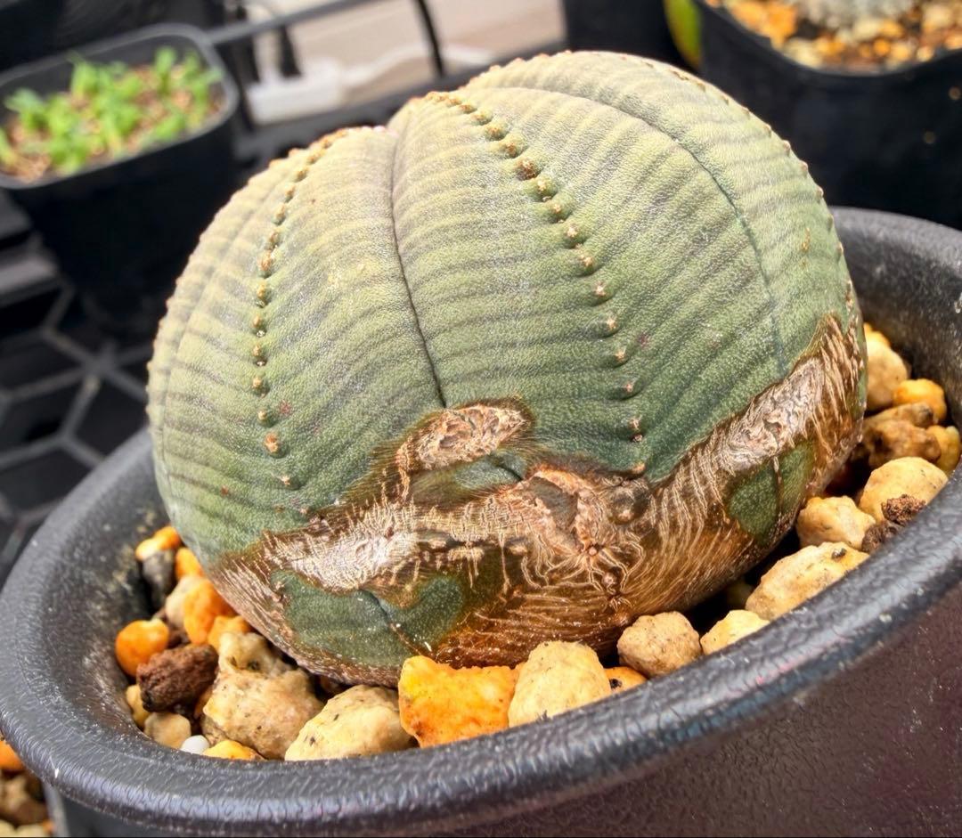 良型 ユーフォルビア オベサ 7稜オベサ 抜き苗