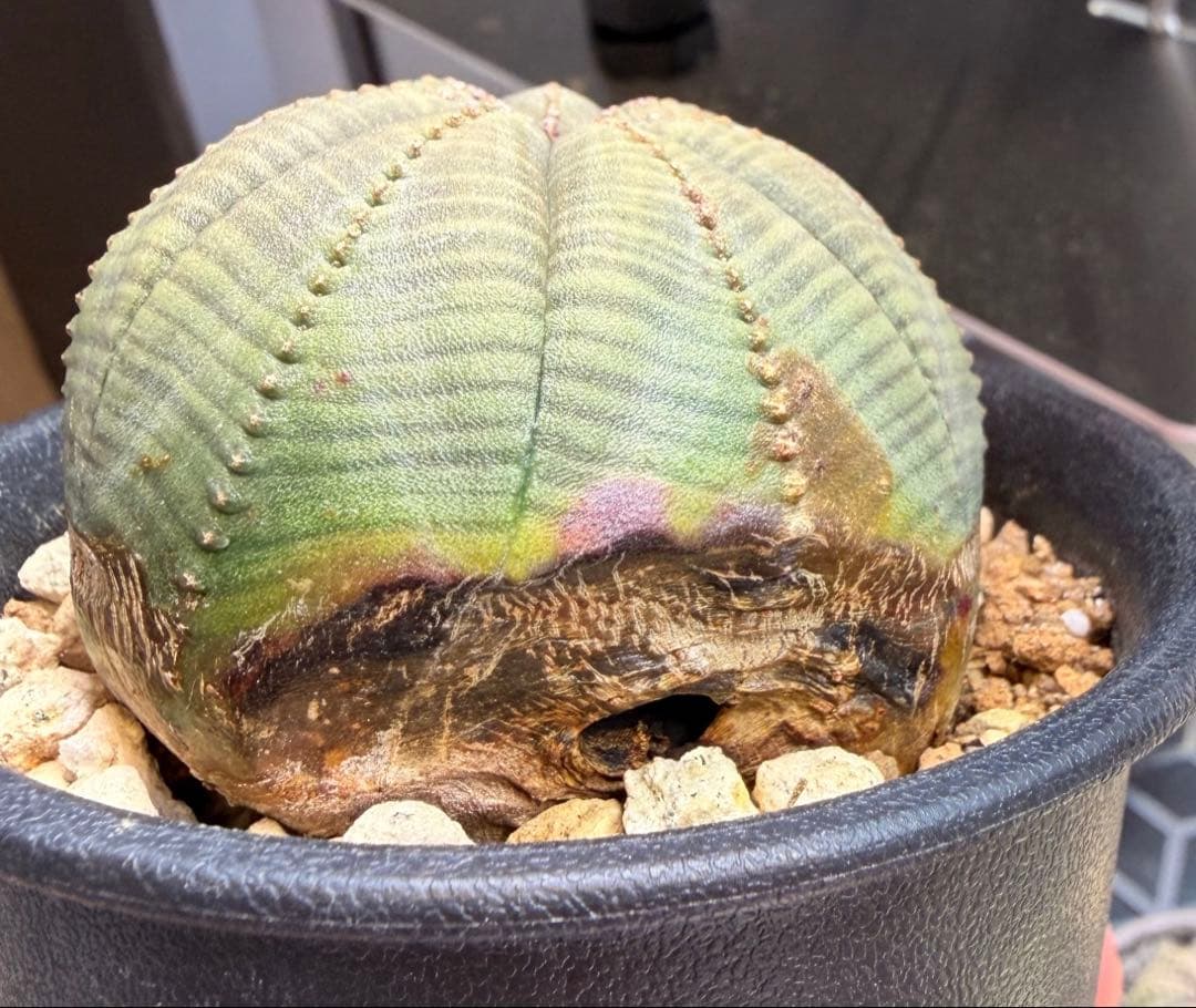 良型 ユーフォルビア オベサ 7稜オベサ 抜き苗