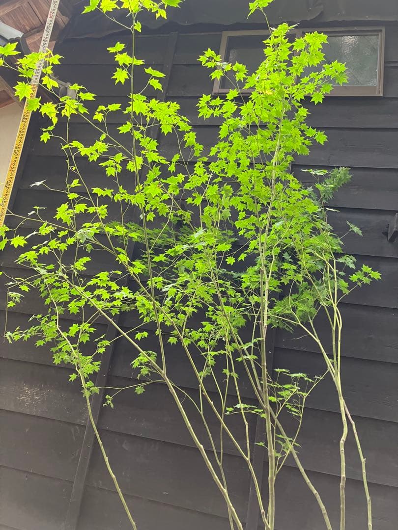 60 山採り　ヒナウチワカエデ