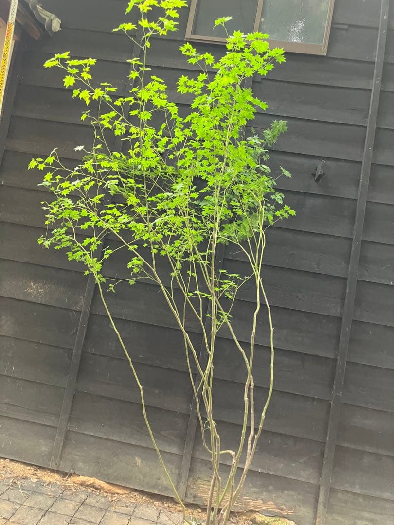 60 山採り　ヒナウチワカエデ