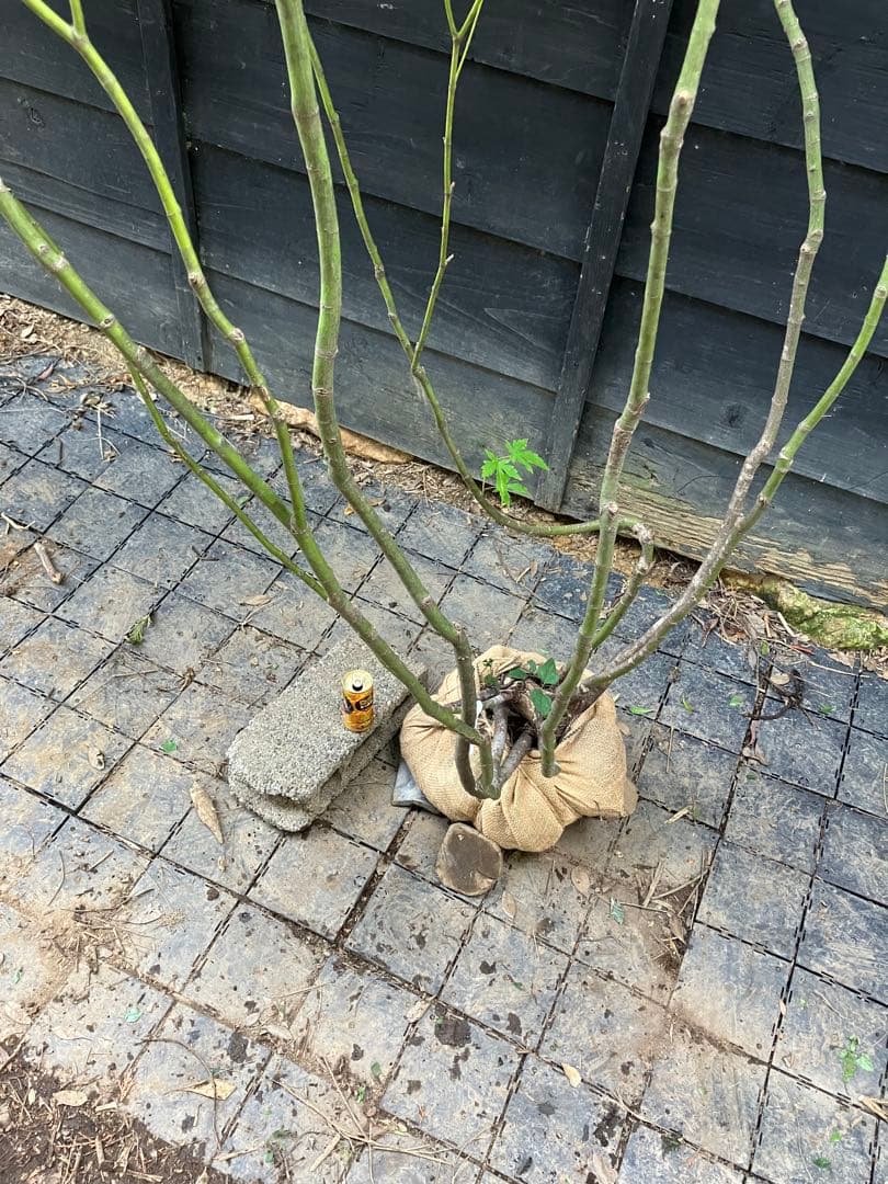 60 山採り　ヒナウチワカエデ