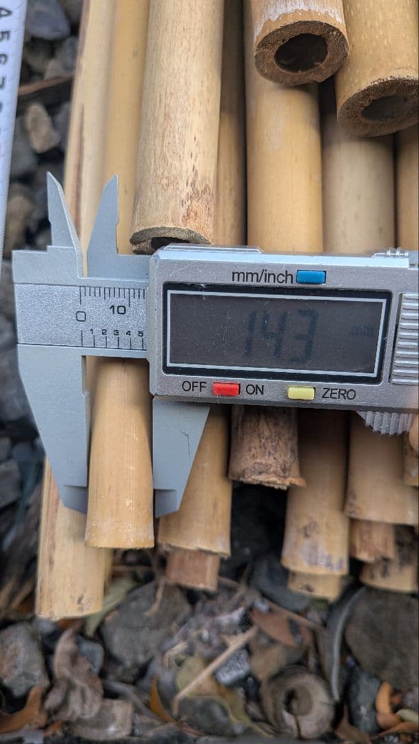 篠笛素材 篠竹 女竹７０本まとめ売り。今季最後