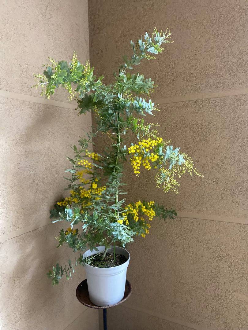 銀葉アカシア ミモザ 開花株 大苗 6号