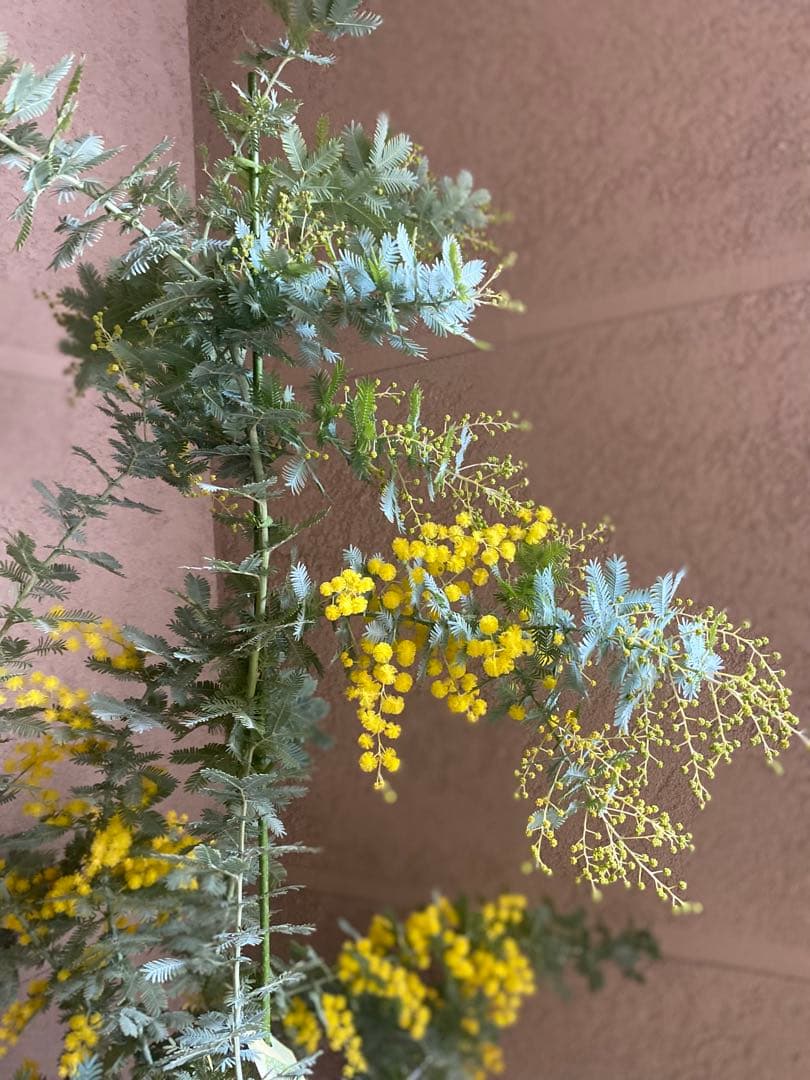 銀葉アカシア ミモザ 開花株 大苗 6号