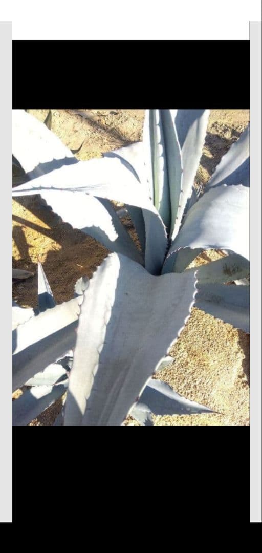 アガベ　フランゾシニー　大株カキコ60センチ❗　い