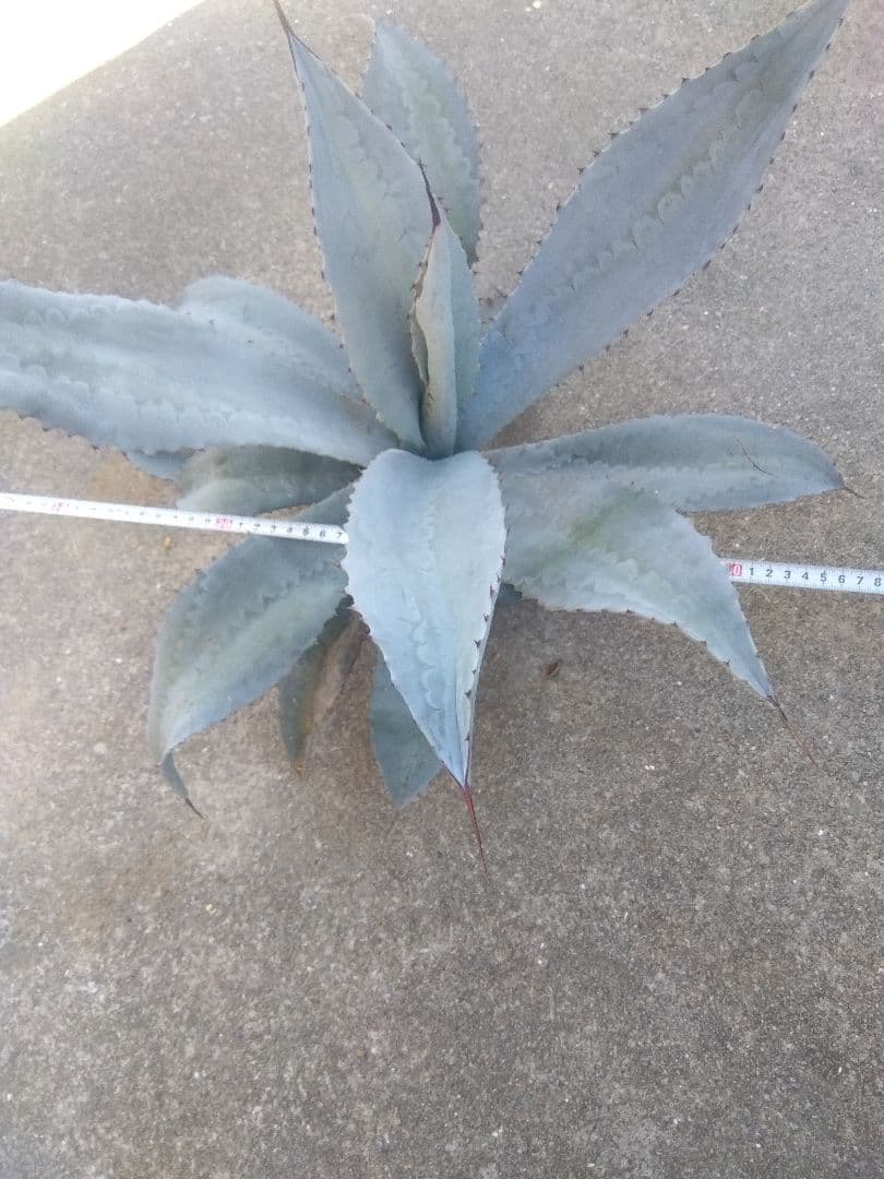 アガベ　フランゾシニー　大株カキコ60センチ❗　い