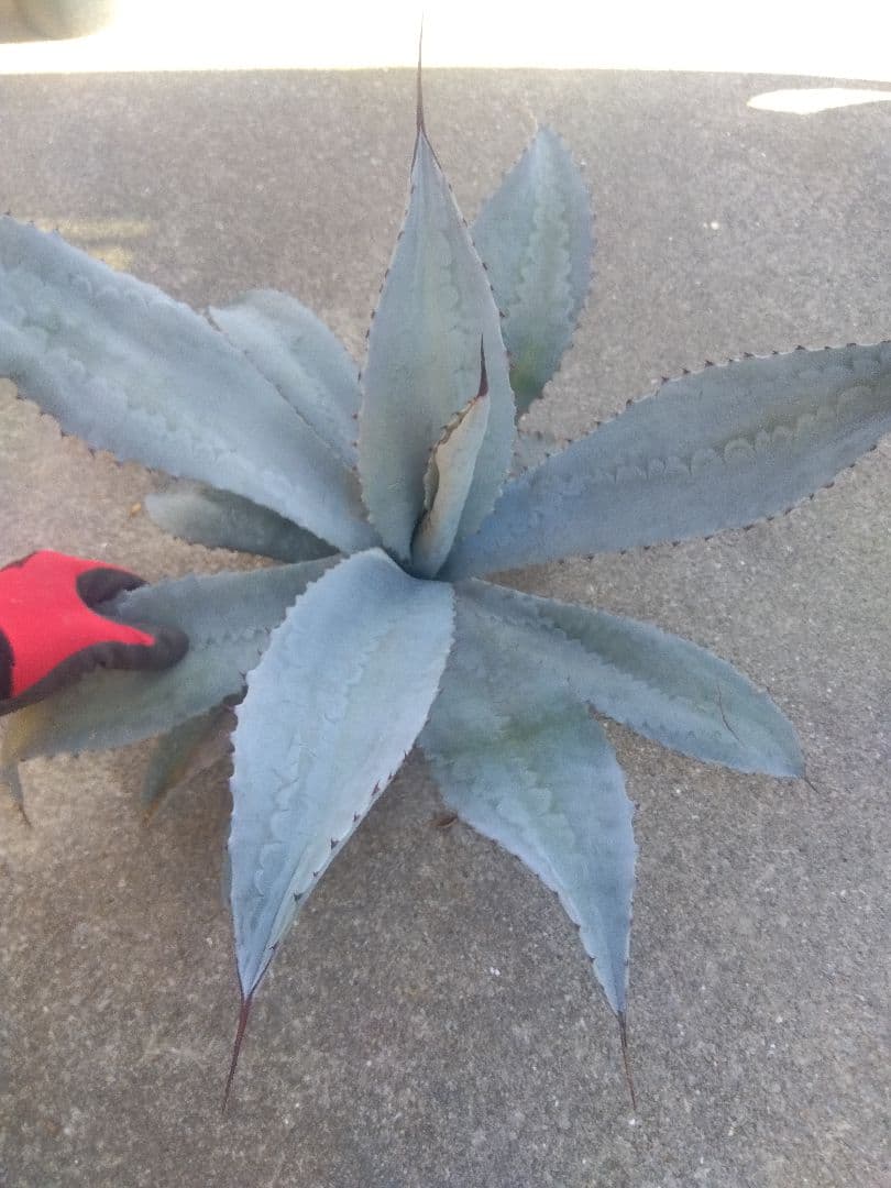 アガベ　フランゾシニー　大株カキコ60センチ❗　い