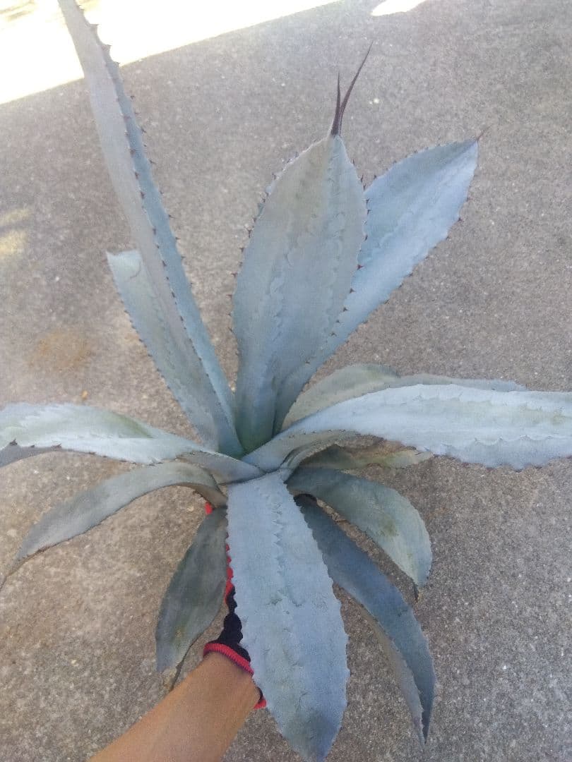 アガベ　フランゾシニー　大株カキコ60センチ❗　い