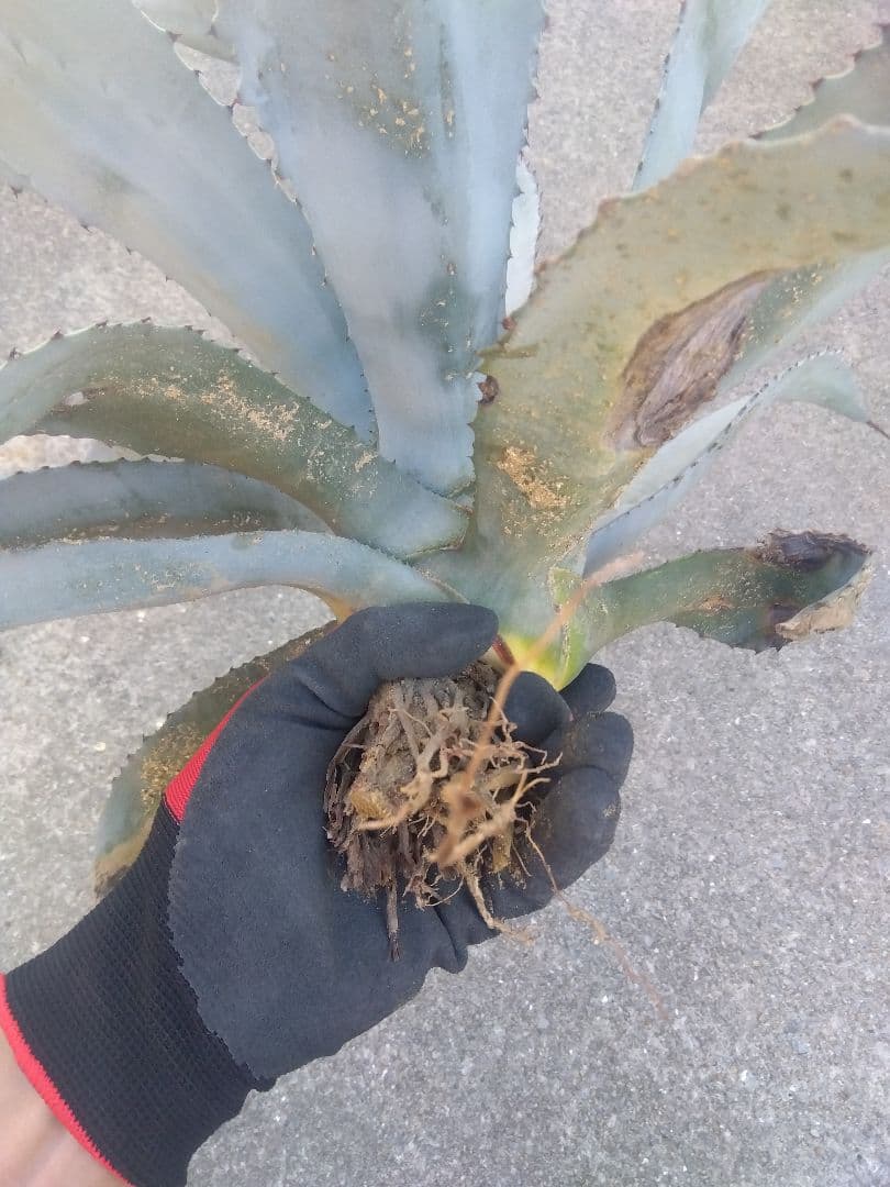 アガベ　フランゾシニー　大株カキコ60センチ❗　い