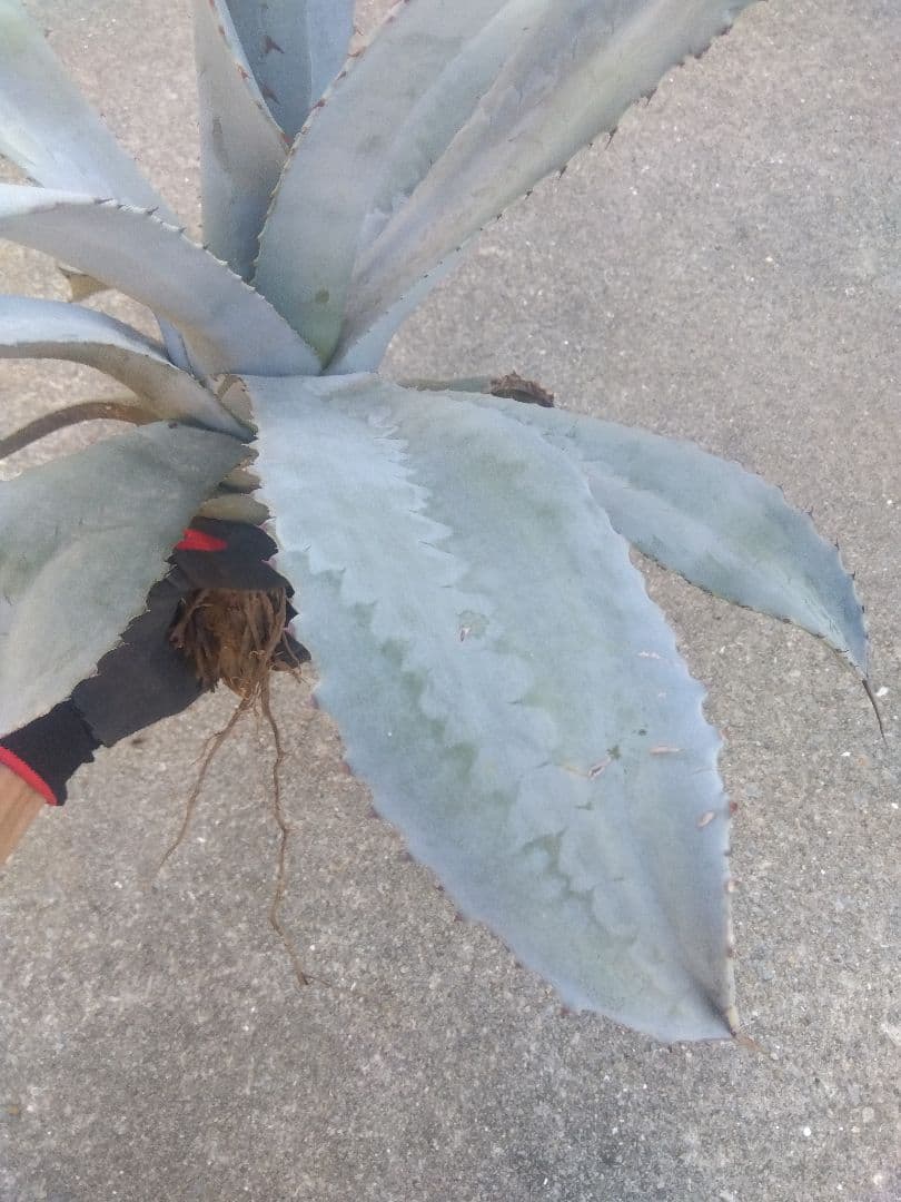 アガベ　フランゾシニー　大株カキコ60センチ❗　い