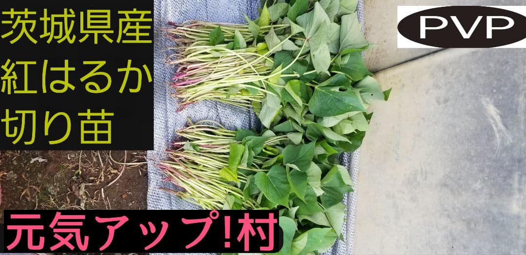 100本4月上旬発送分茨城県産紅はるかさつまいも苗ウイルスフリー