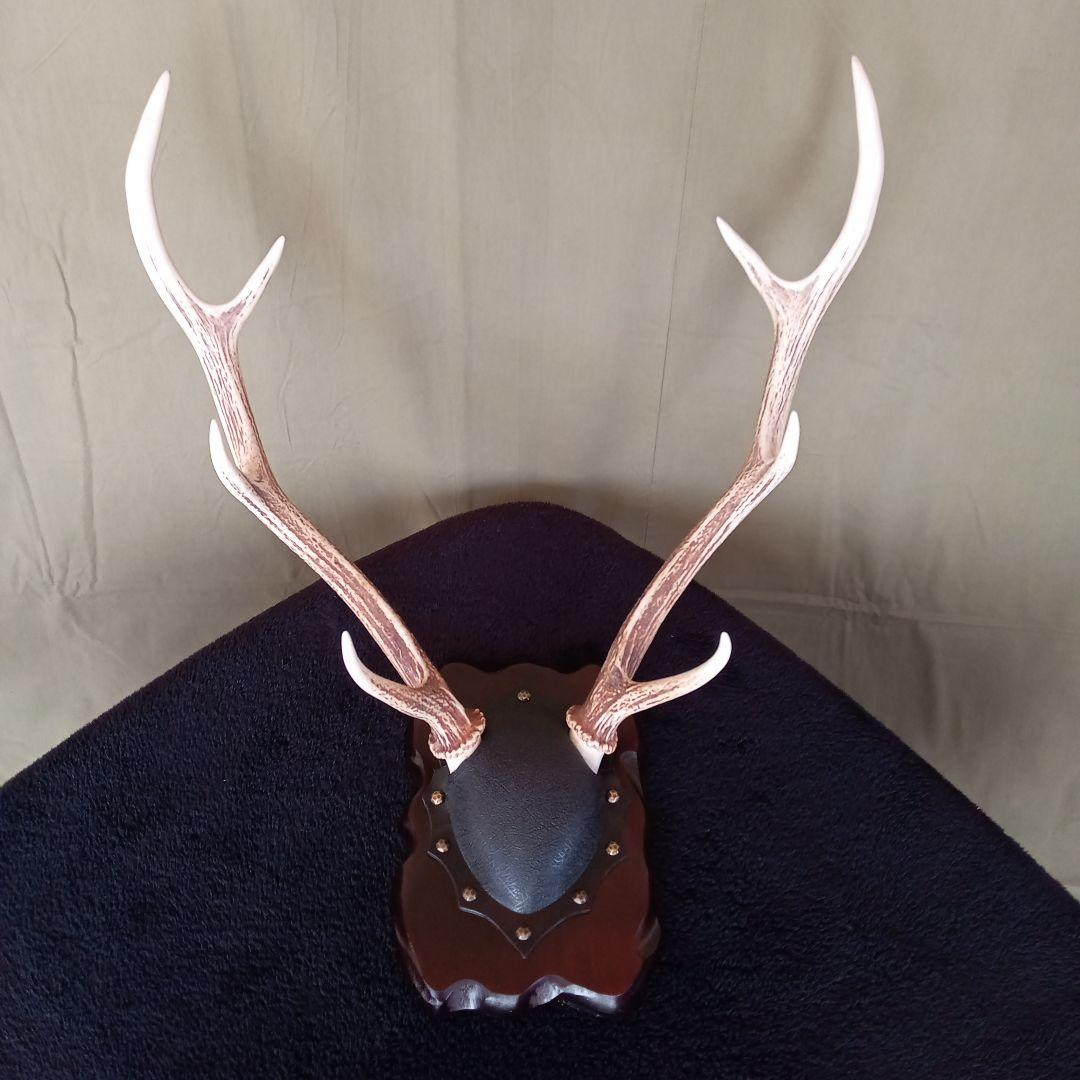 鹿角　オブジェ  A