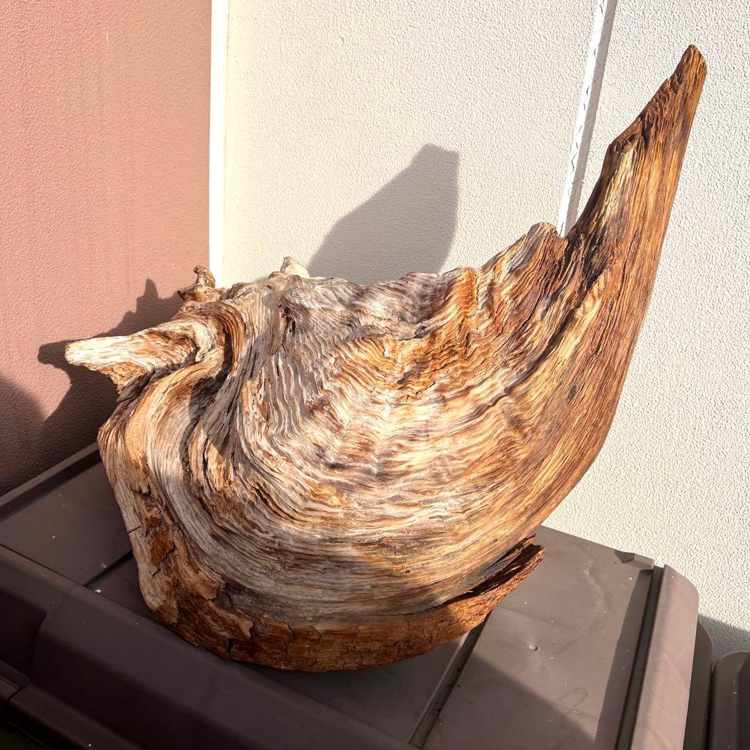 巨大　木 置物 インテリア オブジェ 置物 床の間飾り