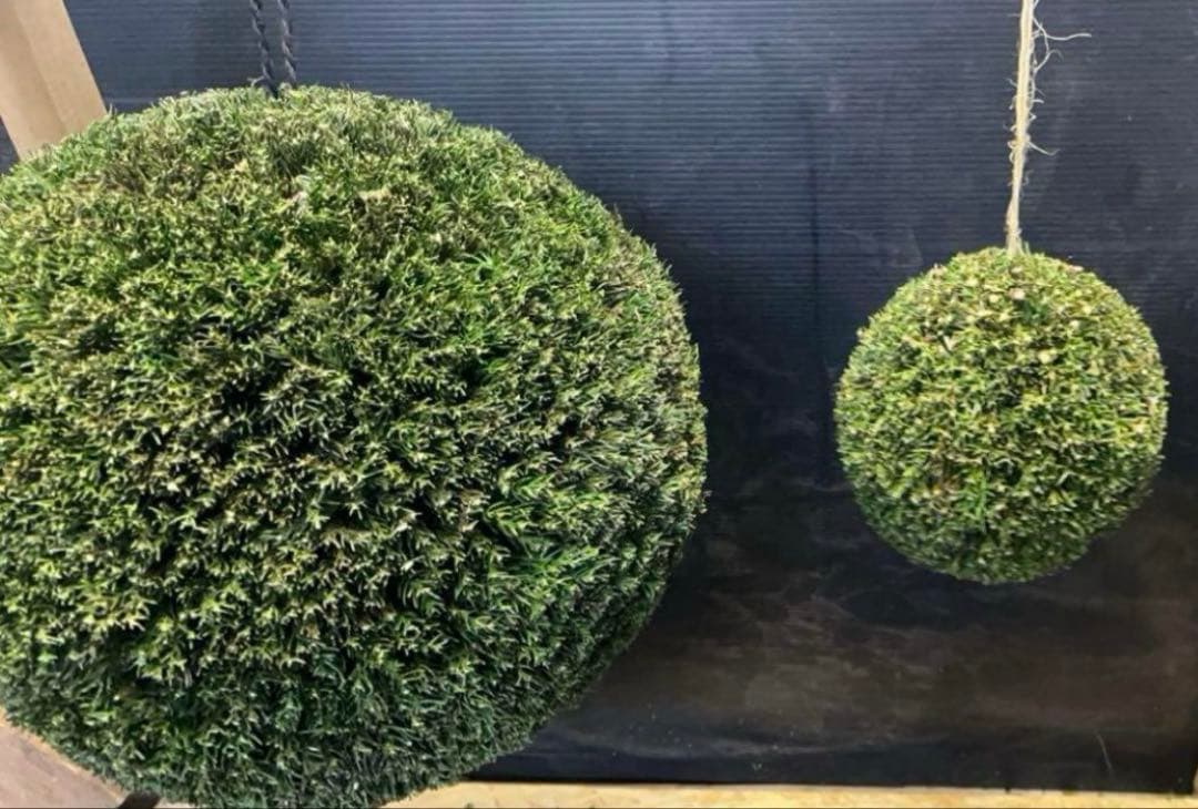 杉玉　約25センチ‼️屋根付き　お客様ご注文品♪