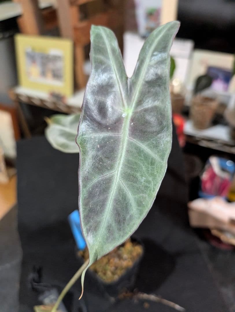 ★*★様 輸入芋　Alocasia Longiloba Purple 　抜苗　ネ