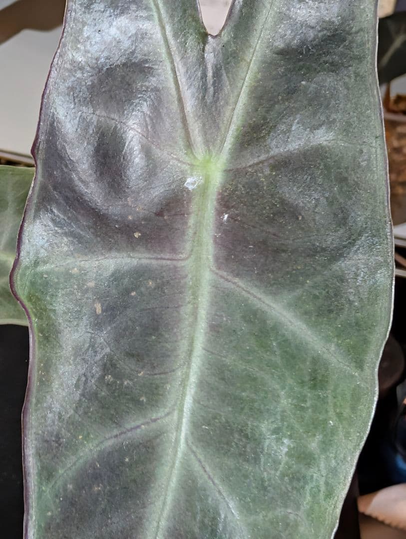 ★*★様 輸入芋　Alocasia Longiloba Purple 　抜苗　ネ
