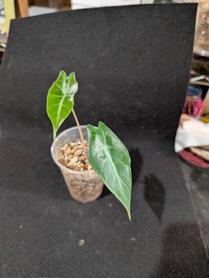 ★*★様 輸入芋　Alocasia Longiloba Purple 　抜苗　ネ