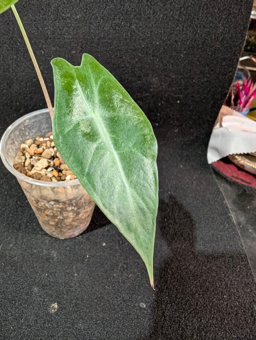 ★*★様 輸入芋　Alocasia Longiloba Purple 　抜苗　ネ