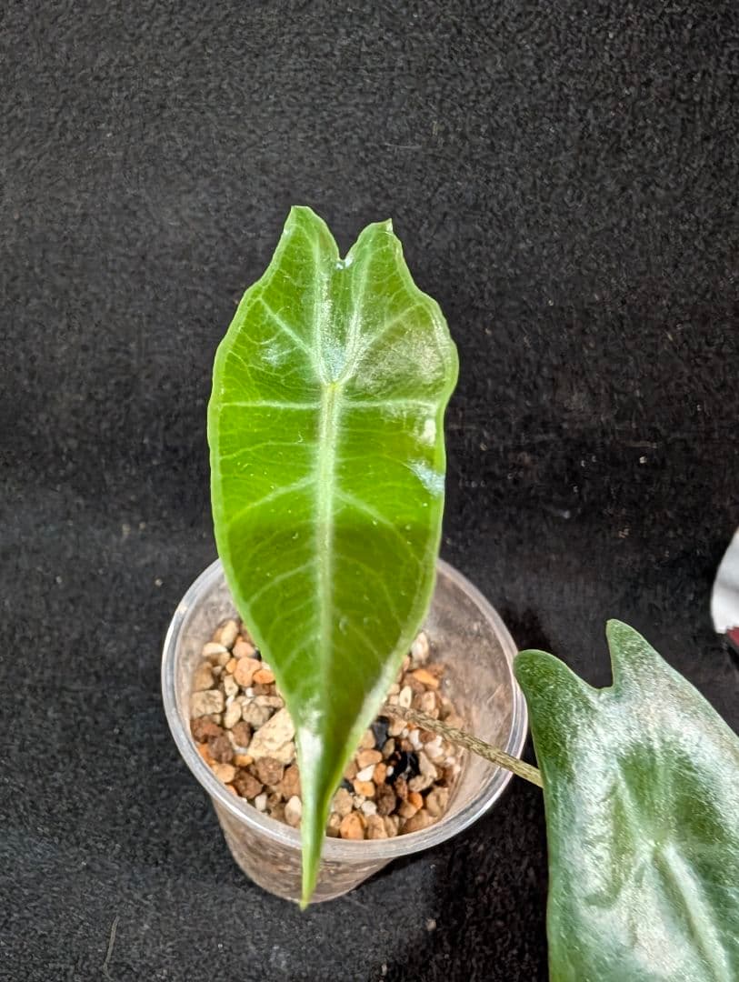 ★*★様 輸入芋　Alocasia Longiloba Purple 　抜苗　ネ