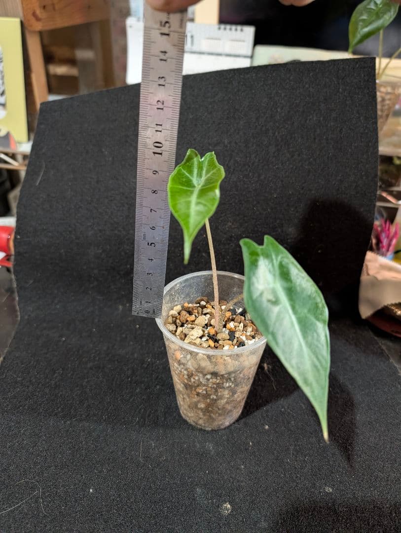 ★*★様 輸入芋　Alocasia Longiloba Purple 　抜苗　ネ