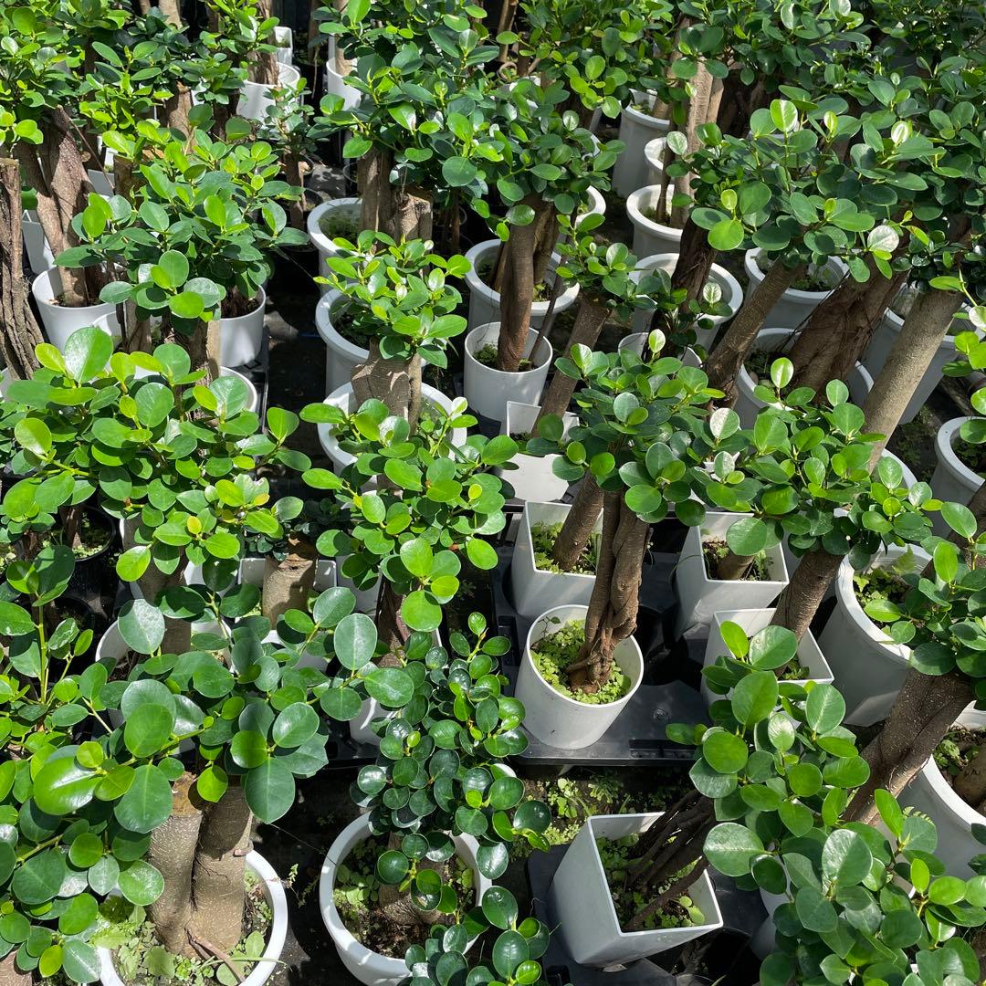 パンダガジュマル　ご希望の商品を選べます②